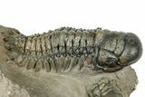Detailed Crotalocephalina Trilobite - Atchana, Morocco #323717-2